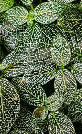 Verde que te quiero verde