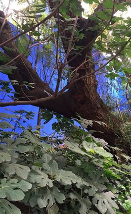 Japón a la mexicana